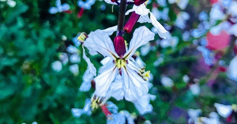 ルッコラの花は食べられ Mihau Intonarumori Playing Note