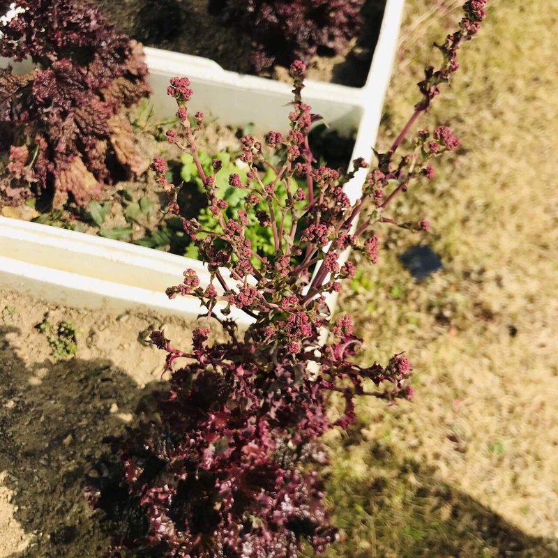 ルッコラの花は食べられ Mihau Intonarumori Playing Note