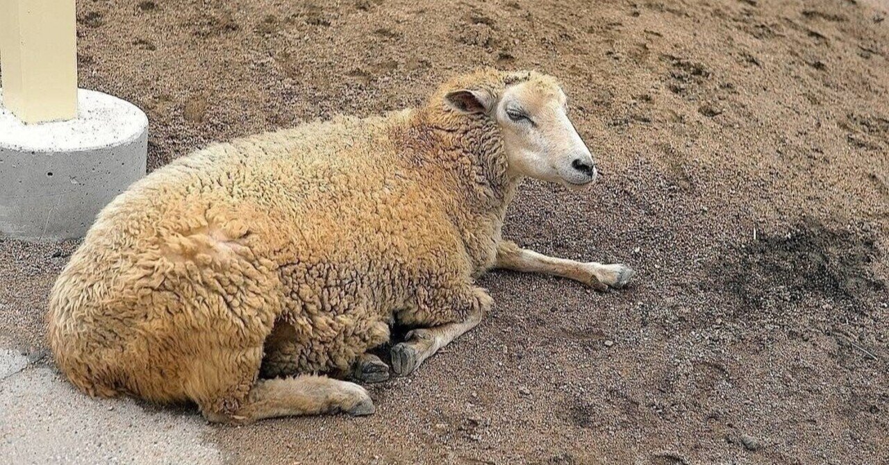 読書感想文 アンドロイドは電気羊の夢を見るか フィリップ K ディック けいと 毎日の哲学 Note 読書感想文 アンドロイドは電気羊の夢を見るか フィリップ K ディック けいと 毎日の哲学 Note