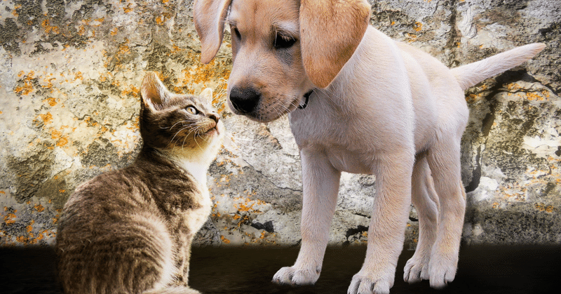 終末世界の犬と猫 冬木糸一 Note
