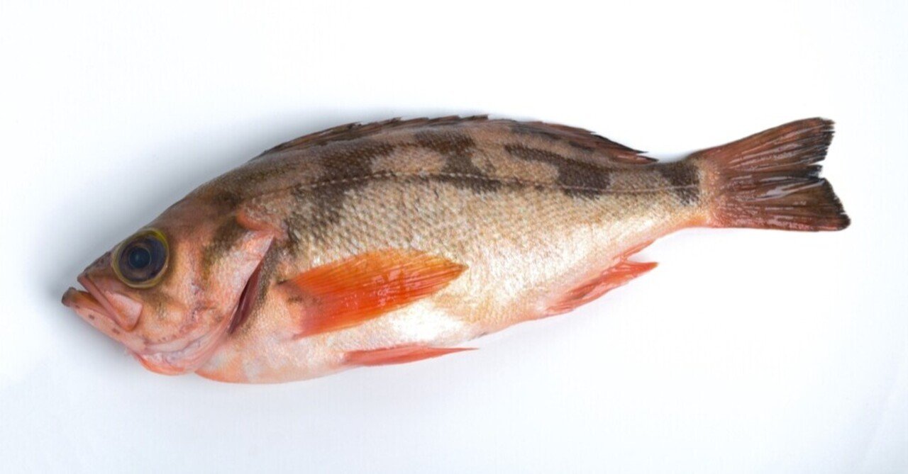 食べる魚コレクション 005 煮付けが一番 メバル おおたしじみ Note