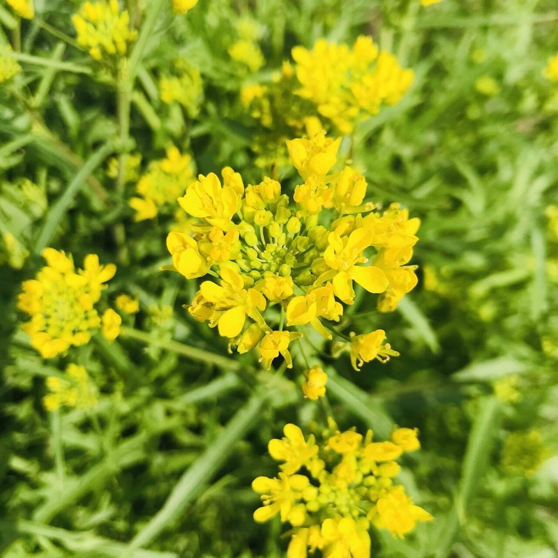 ルッコラの花は食べられ Mihau Intonarumori Playing Note