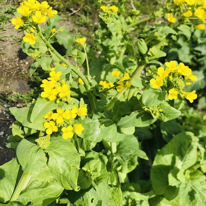 ルッコラの花は食べられ Mihau Intonarumori Playing Note