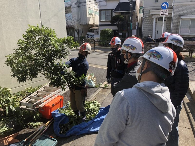 ガーデナー 庭師 養成講座 第3期 第8日 立ち木剪定 レッドロビン シラカシ編 Oh庭ya おにわや Note ガーデナー 庭師 養成講座 第3期 第8日 立ち木剪定 レッドロビン シラカシ編 Oh庭ya おにわや Note