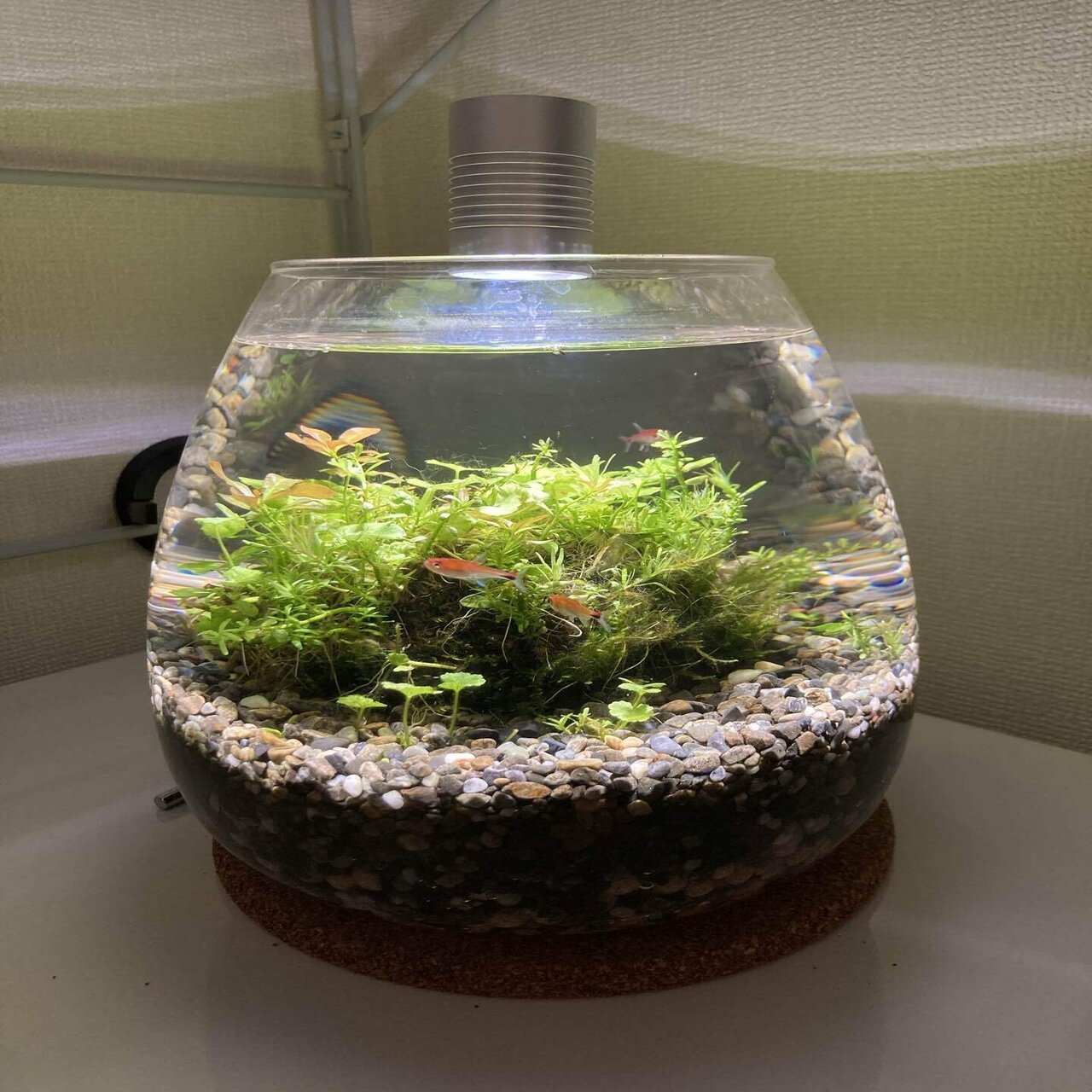 ボトルアクアリウムを始めました 森 悠太 Team Pelicans Note