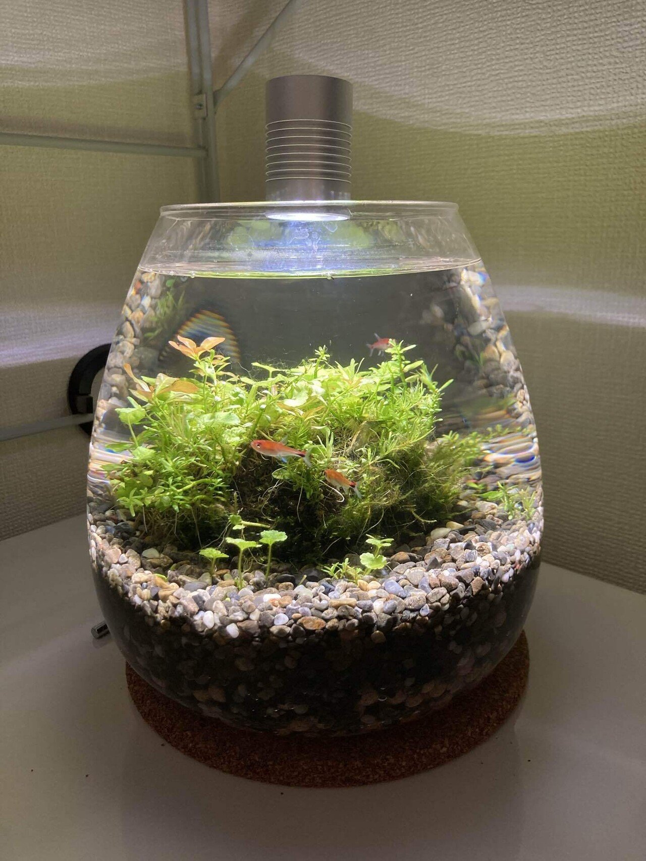 ボトルアクアリウムを始めました 森 悠太 Team Pelicans Note ボトルアクアリウムを始めました 森 悠太 Team Pelicans Note