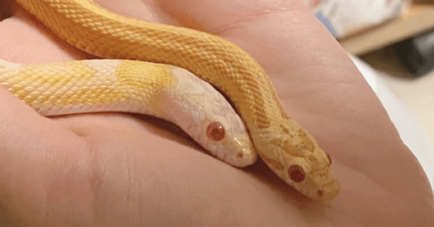 コーンスネーク飼育日記 半年後の様子 ゆうひ Note コーンスネーク飼育日記 半年後の様子 ゆうひ Note