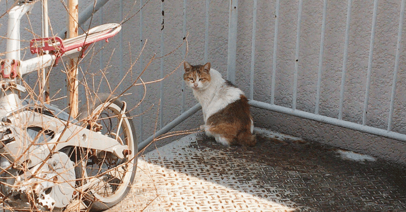 三毛猫さんとだるまさんが転んだ 阿部 加奈子 Note