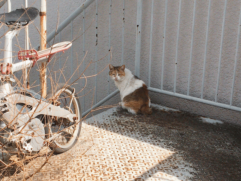三毛猫さんとだるまさんが転んだ 阿部 加奈子 Note