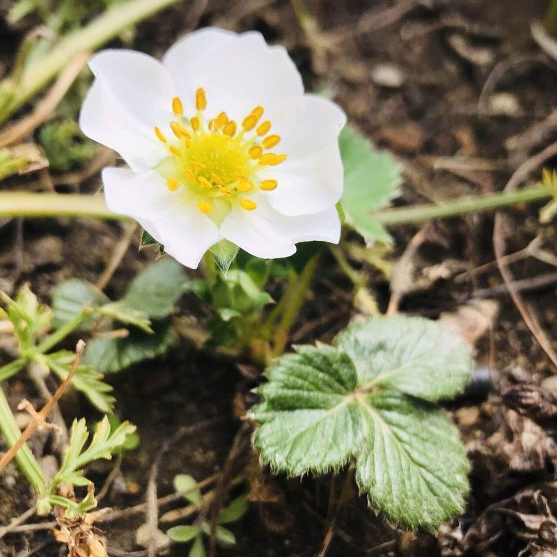 ルッコラの花は食べられ Mihau Intonarumori Playing Note
