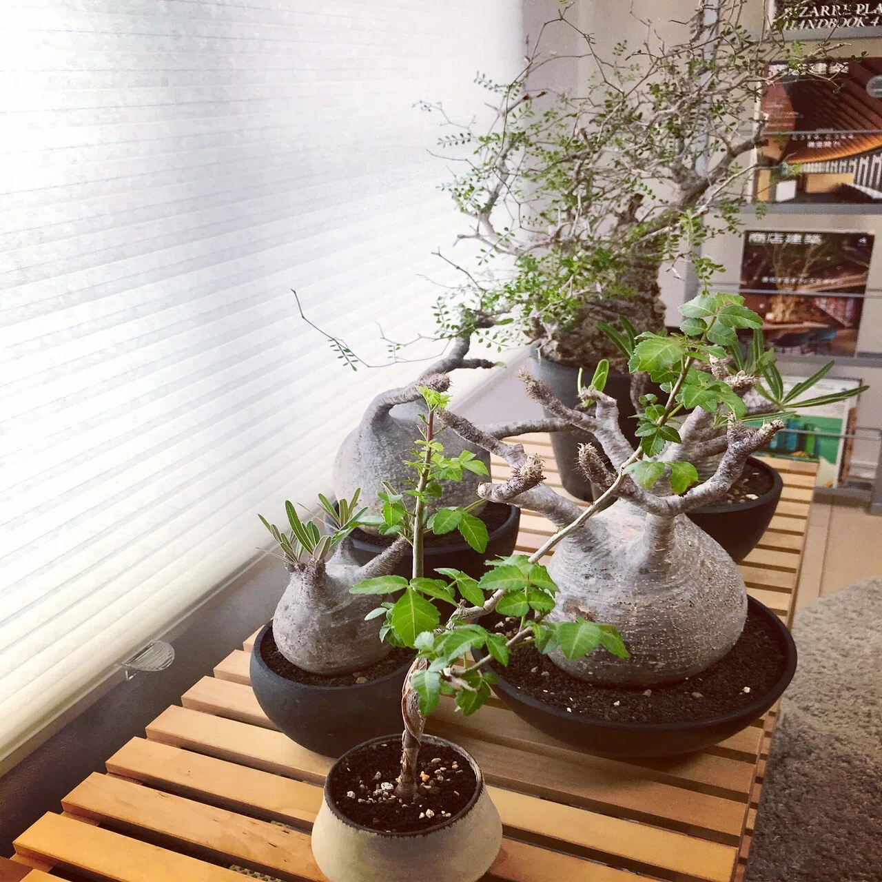 塊根植物（コーデックス）の魅力｜mofmof7