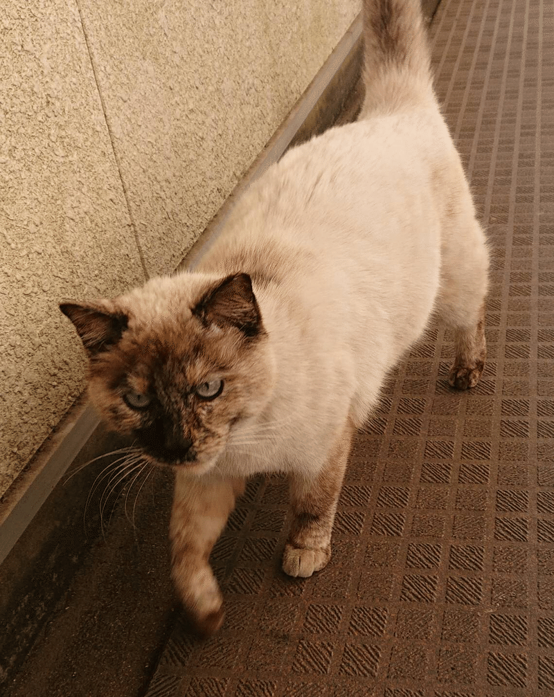 我がアパートにいる野良猫たち ナカタ アサミ Note 我がアパートにいる野良猫たち ナカタ アサミ Note