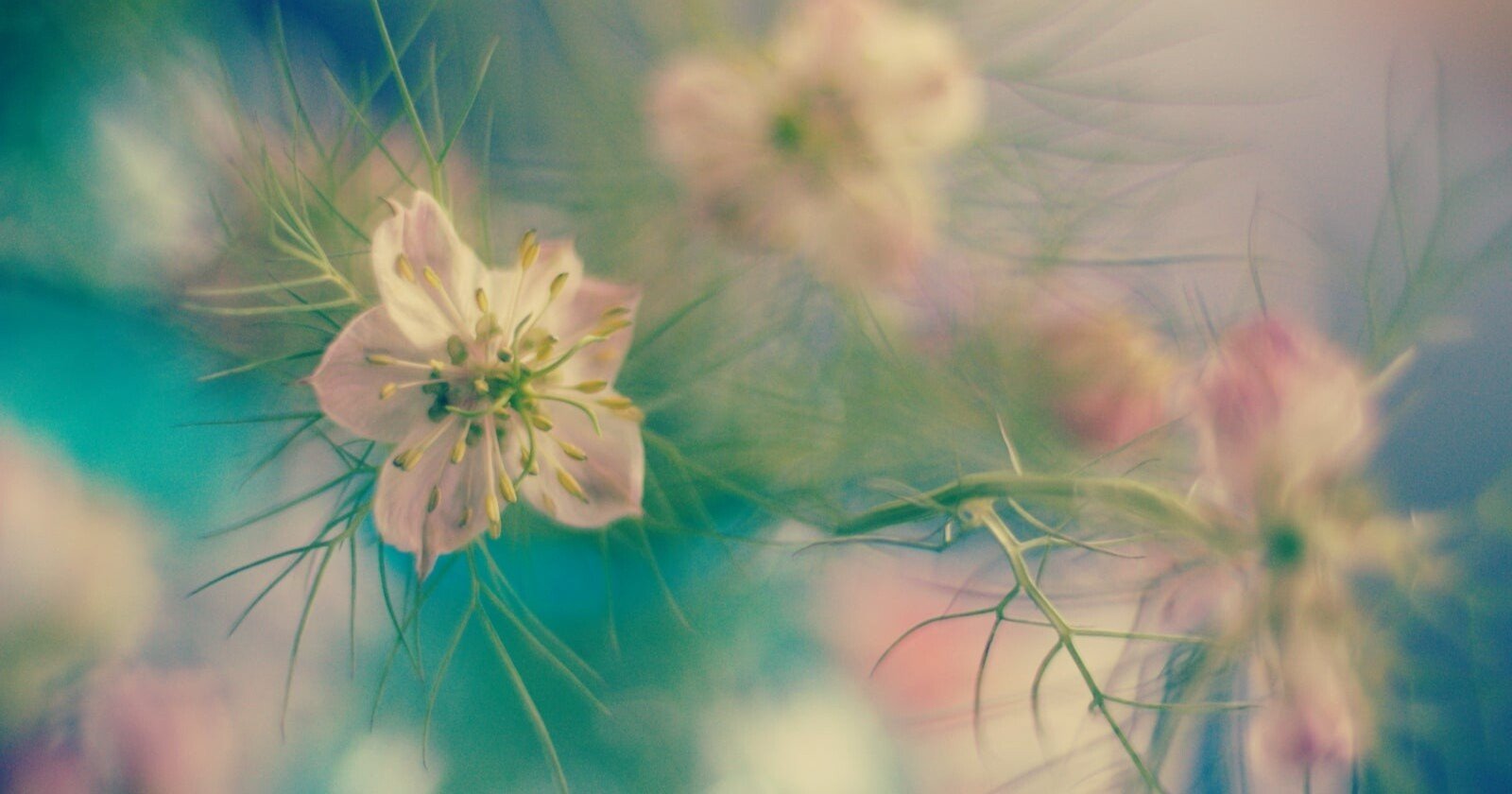 押し花をキレイに作るちょっとしたコツ Ai Note