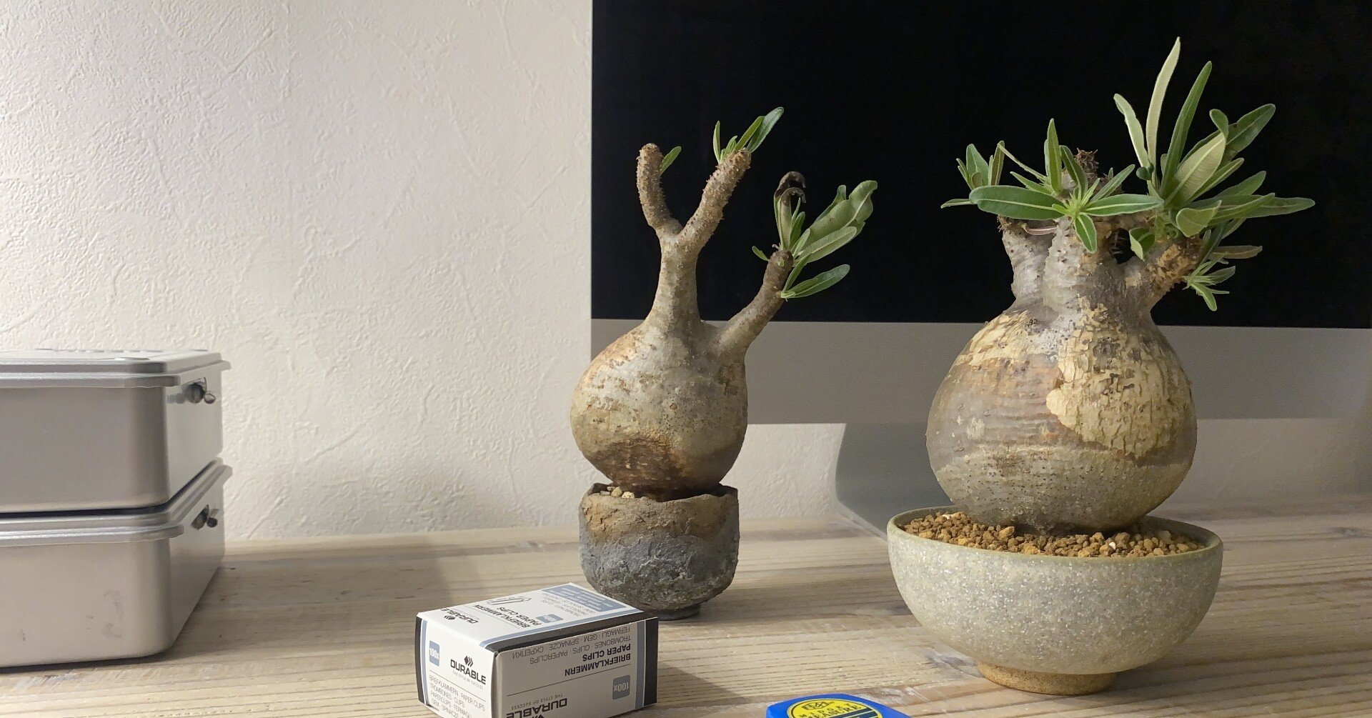 塊根植物・コーデックス ZAMMY 塊根植物・コーデックス、まだ知らない