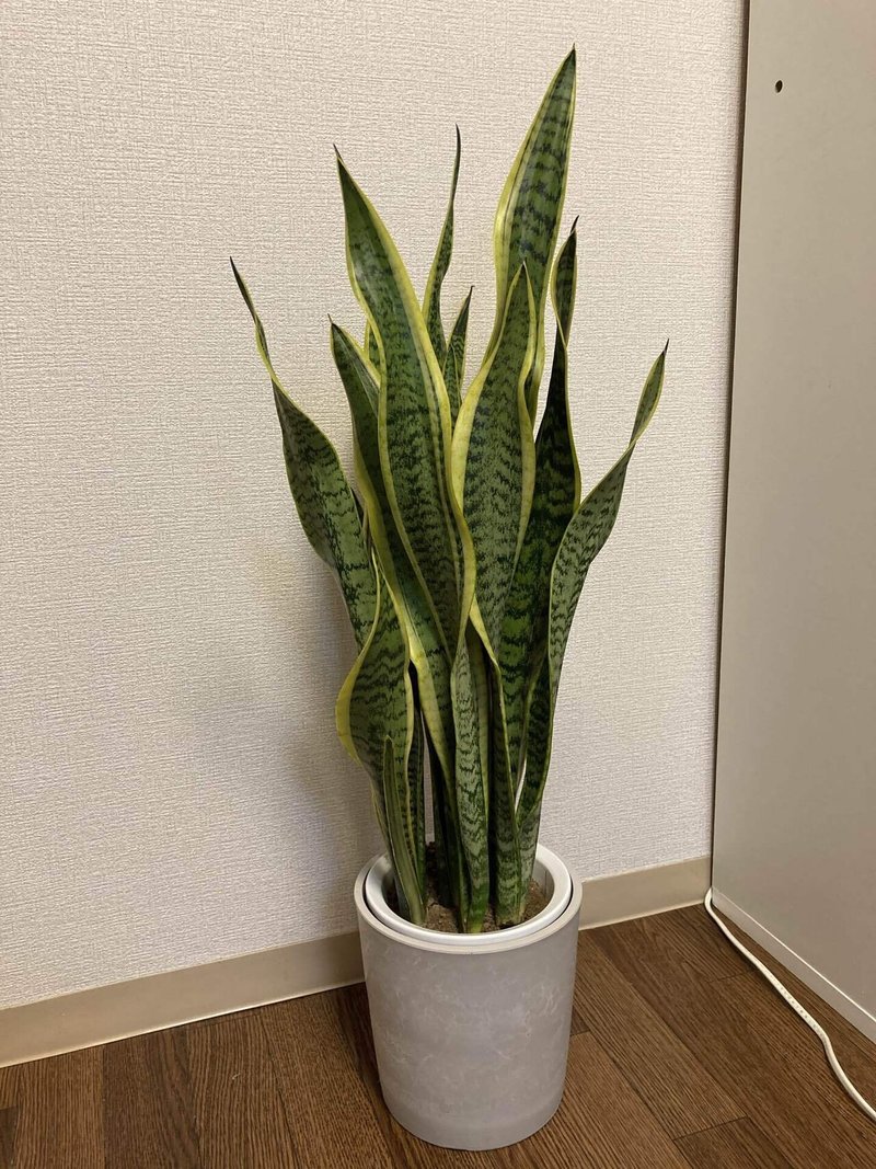 日誌 新しい習慣をつくる 日目 観葉植物 柴木佑介 Shiba Kikaku代表 Note 日誌 新しい習慣をつくる 日目 観葉植物 柴木佑介 Shiba Kikaku代表 Note