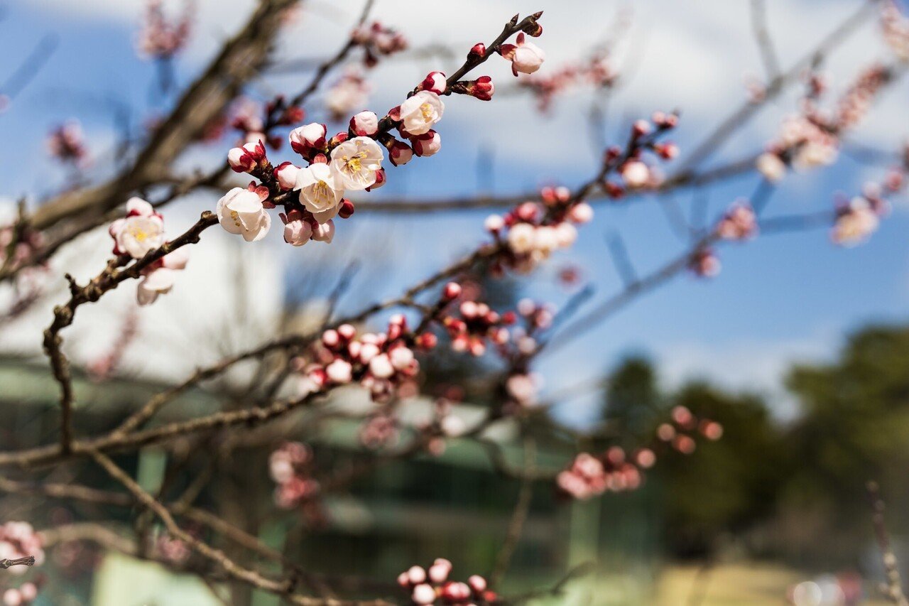 あんずの花の咲く頃に 金澤文豪カフェあんず Note あんずの花の咲く頃に 金澤文豪カフェあんず Note