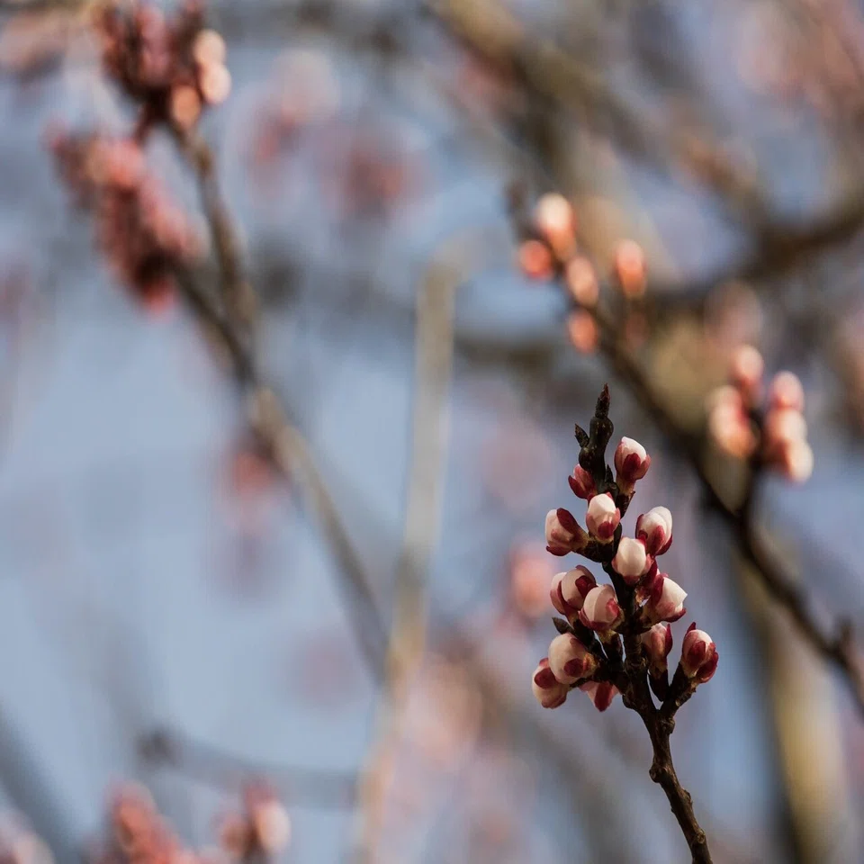 あんずの花の咲く頃に。｜金澤文豪カフェあんず