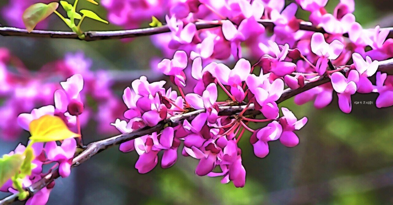 3月16日 誕生花は花蘇芳 誕生花短歌 御子柴 流歌 Note 3月16日 誕生花は花蘇芳 誕生花短歌 御子柴 流歌 Note