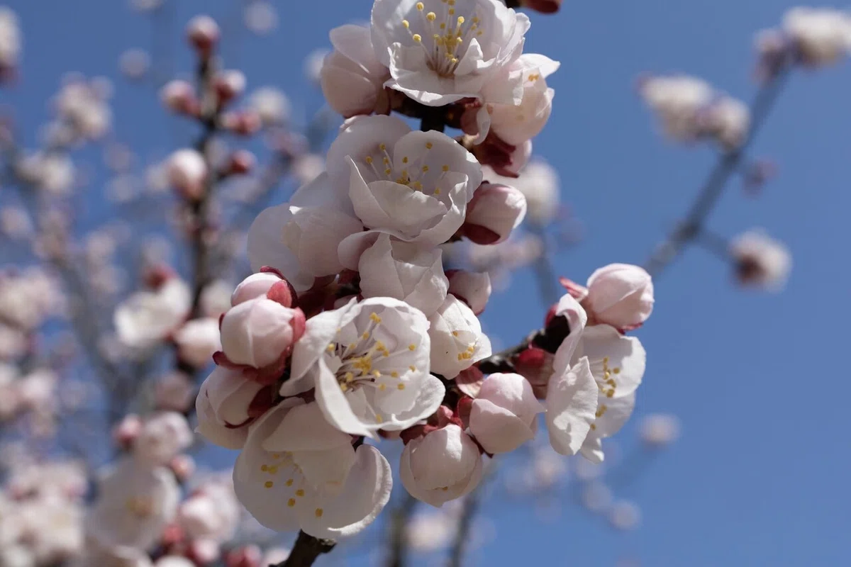 あんずの花の咲く頃に。｜金澤文豪カフェあんず