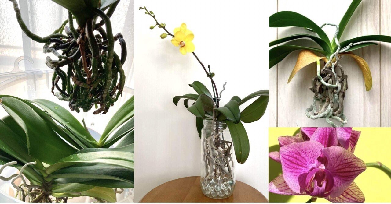 胡蝶蘭 水耕栽培のススメ 基本的な育て方のまとめ 胡蝶蘭その13 らく Note 胡蝶蘭 水耕栽培のススメ 基本的な育て方のまとめ 胡蝶蘭その13 らく Note