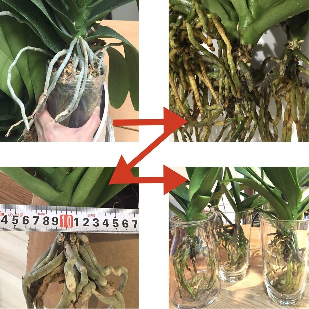 胡蝶蘭 水耕栽培のススメ 基本的な育て方のまとめ 胡蝶蘭その13 らく Note