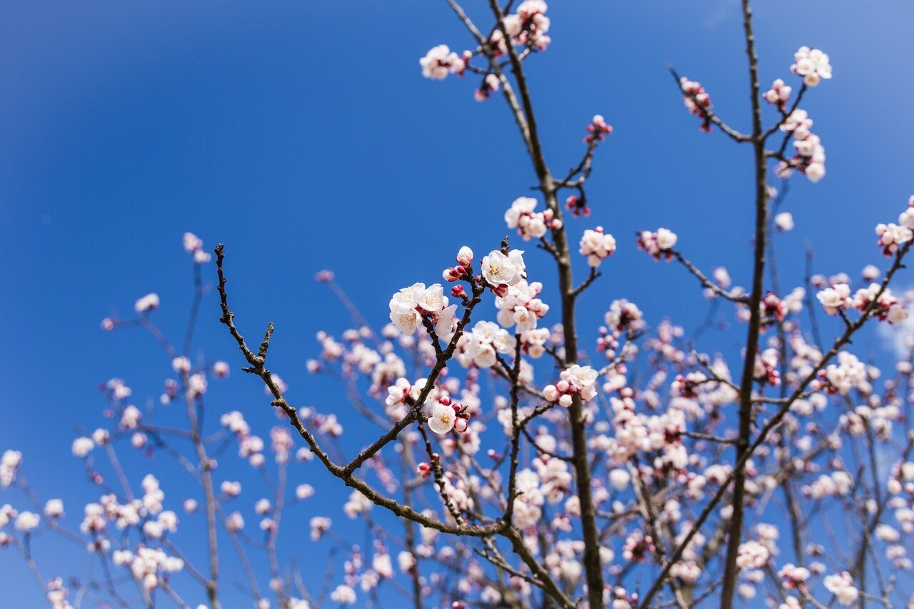 あんずの花の咲く頃に 金澤文豪カフェあんず Note あんずの花の咲く頃に 金澤文豪カフェあんず Note