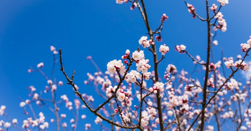 あんずの花の咲く頃に 金澤文豪カフェあんずのナカノヒト Note