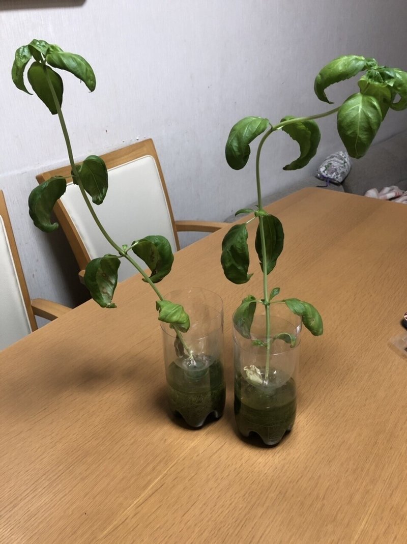 部屋で野菜を育てる 12バジル君観葉植物と化す ポメラいつし Note 部屋で野菜を育てる 12バジル君観葉植物と化す ポメラいつし Note