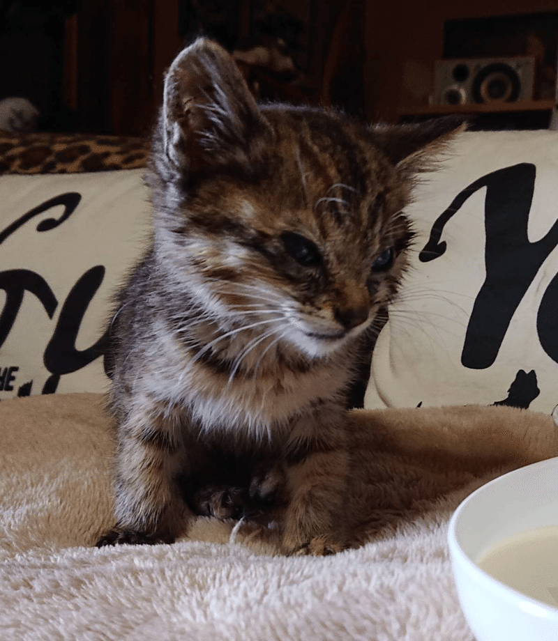 我がアパートにいる野良猫たち ナカタ アサミ Note 我がアパートにいる野良猫たち ナカタ アサミ Note