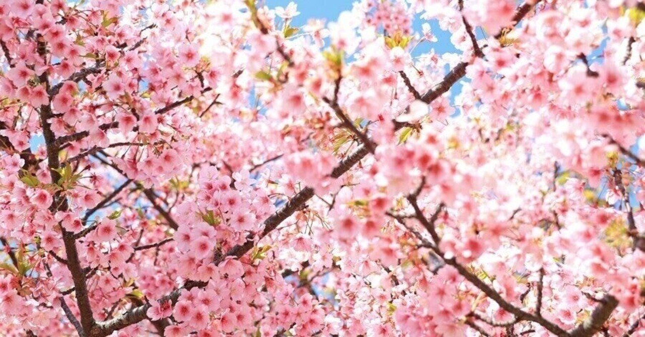 僕 が そば に いる よ 君 を 笑わせる から 歌詞 河口恭吾の桜は至高のパパソングだった Amp Petmd Com