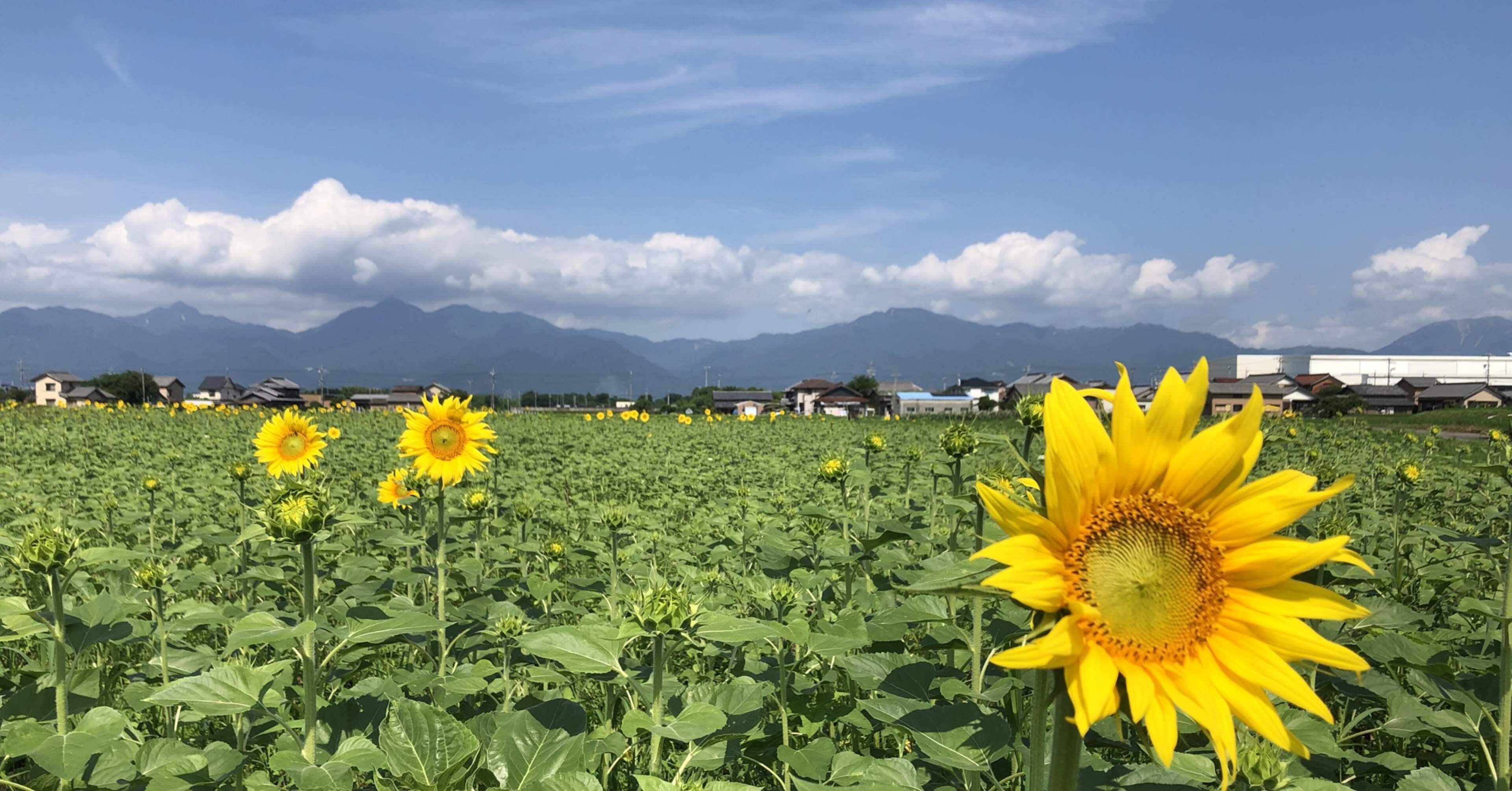 ナスケンの自己紹介②~ひまわりを作る理由~｜ナスケン