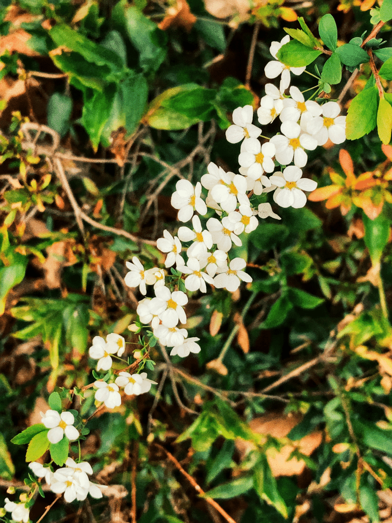 ユキヤナギ のの Note ユキヤナギ のの Note