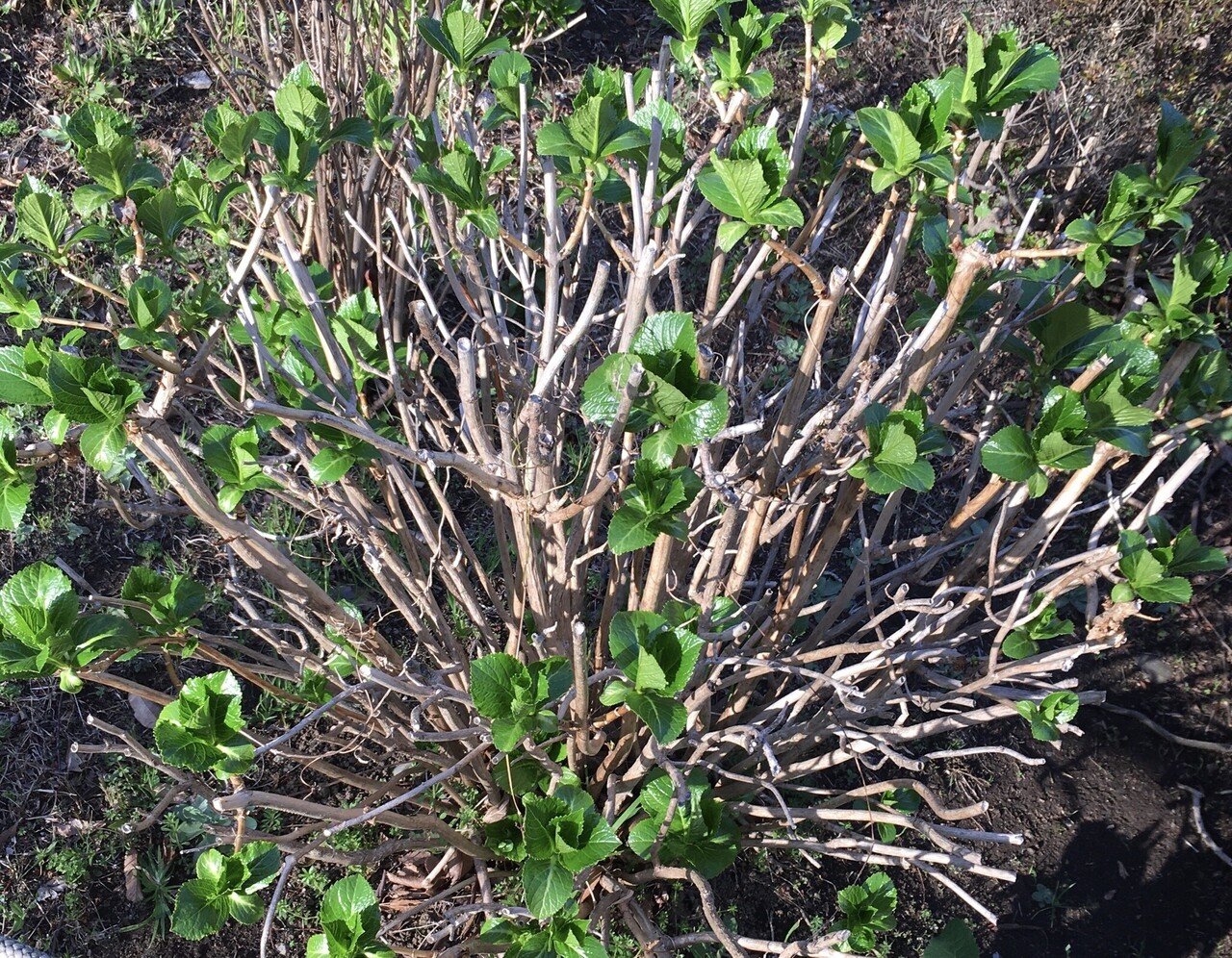 まるで手品のようだ 紫陽花に出た新芽がグングン育った葉っぱ 日に日に大きくなってきています 冬の間は どう見ても枯れ木なのに すごいなぁ 毎年 感動するよ 皆 うんうん頷きます この時期 こざるカフェの日々ウールー エッセイ時々小説 Note