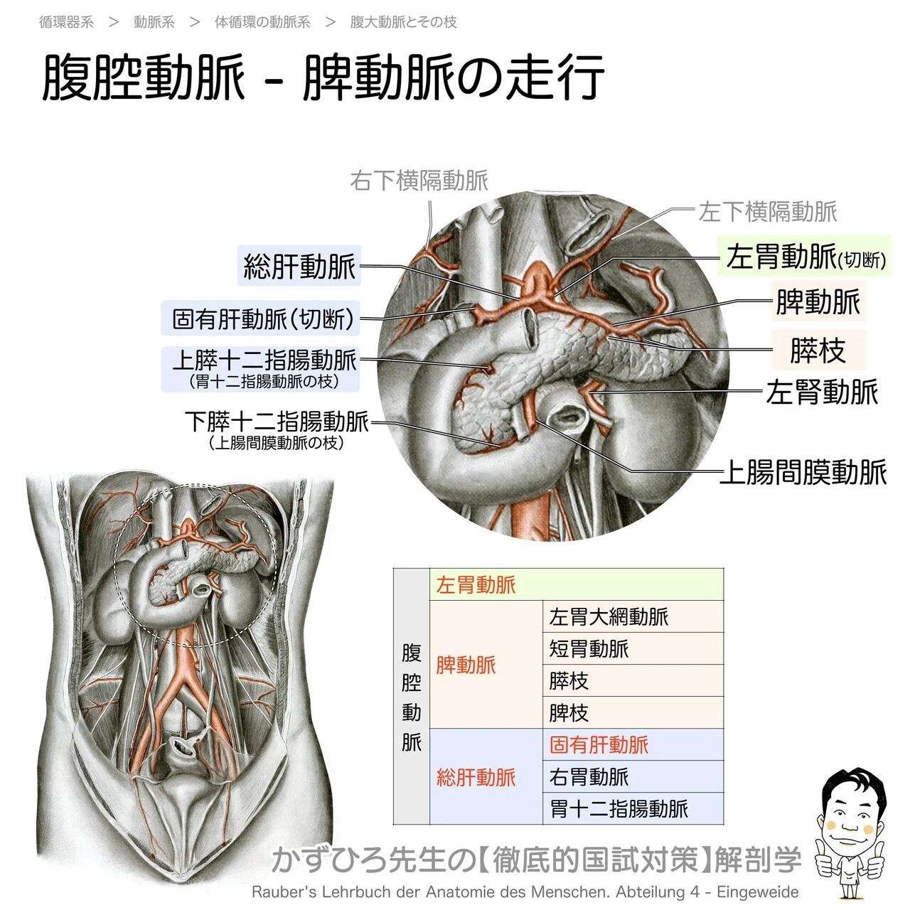 今日のプチ解剖：腹大動脈の直接の枝でないのはどれ？｜かずひろ先生