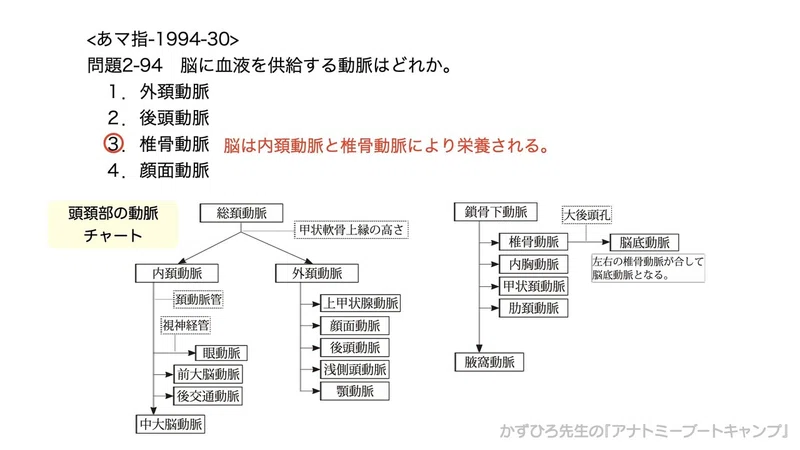今日のプチ解剖 脳に血液を供給する動脈はどれ 黒澤一弘 Note
