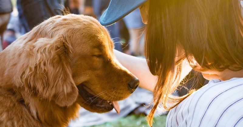 犬に殺虫剤 駆虫剤は危険 カルバメート系殺虫剤の怖さとは 獣医師が解説 Vet1013 Note 犬に殺虫剤 駆虫剤は危険 カルバメート系殺虫剤の怖さとは 獣医師が解説 Vet1013 Note