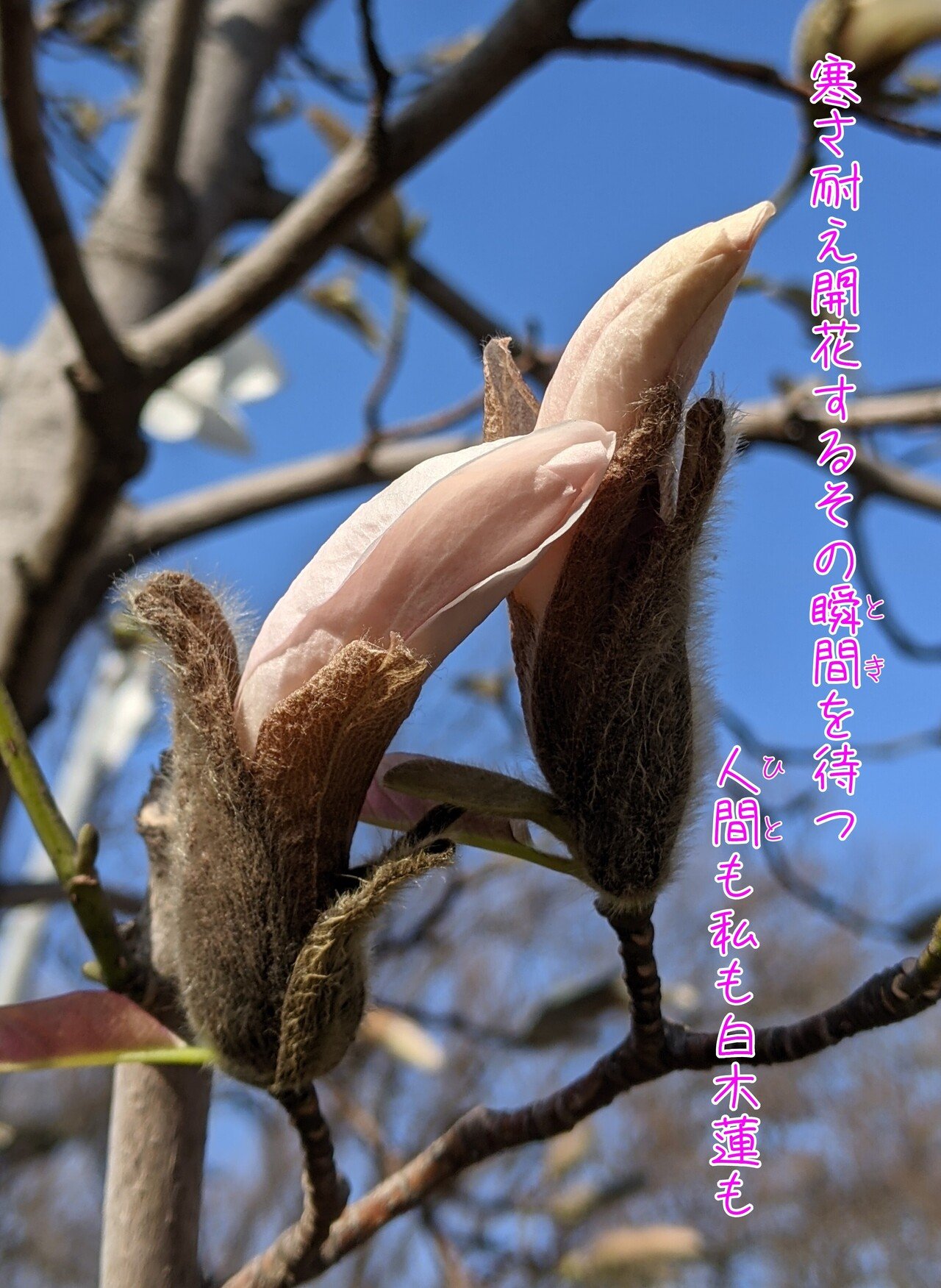 白木蓮の蕾の写真で一首 開花する瞬間を待つ 柘榴 Note