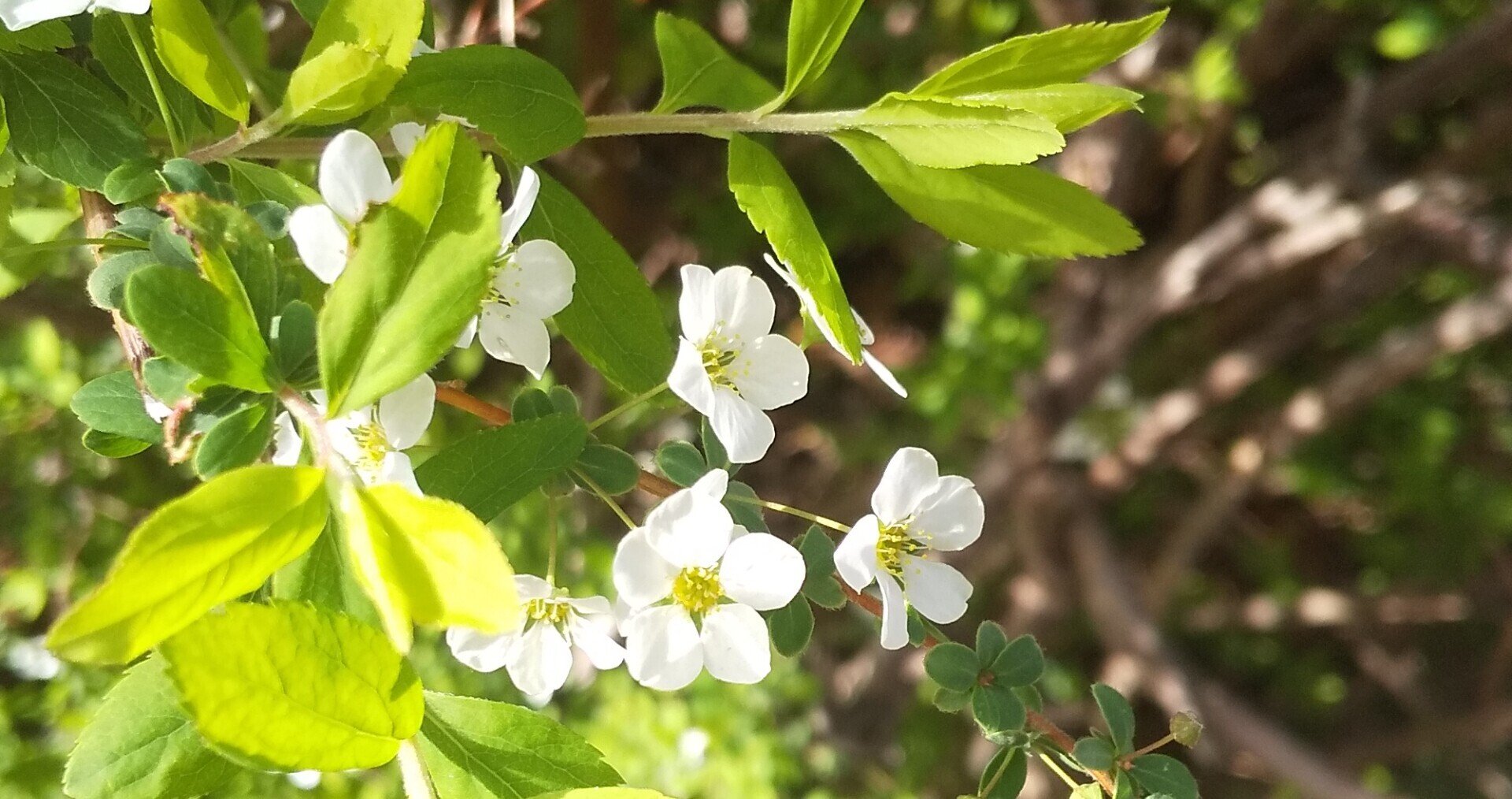 名前を知らずに 白い花 おはようよねちゃん Note 名前を知らずに 白い花 おはようよねちゃん Note