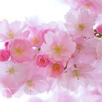 慶應横浜初等部について その1 まねきねこ Note 慶應横浜初等部について その1 まねきねこ Note