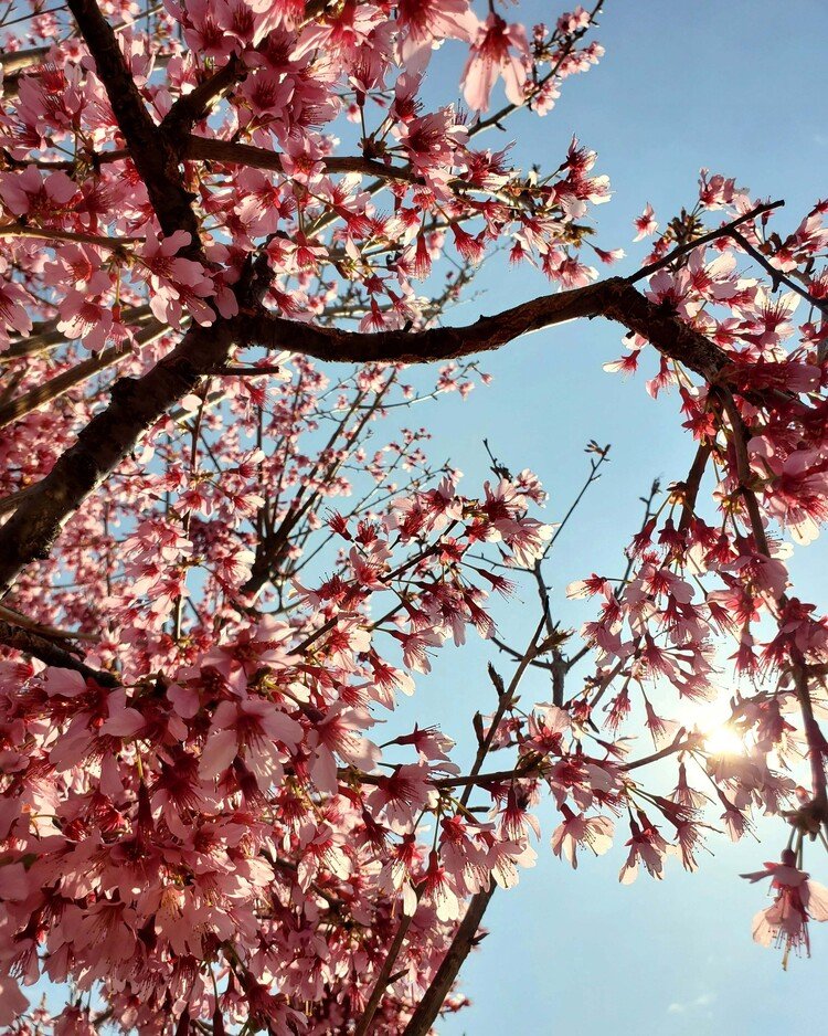 おはよーございます。

ザ・春。な空気の朝。
空色と桜色と。
ファ～♪と空をただただ見上げております。
ファ～♪

春満々を。


#sky #spring #flower #love #moritaMiW #空 #春 #桜 #佳い一日の始まり