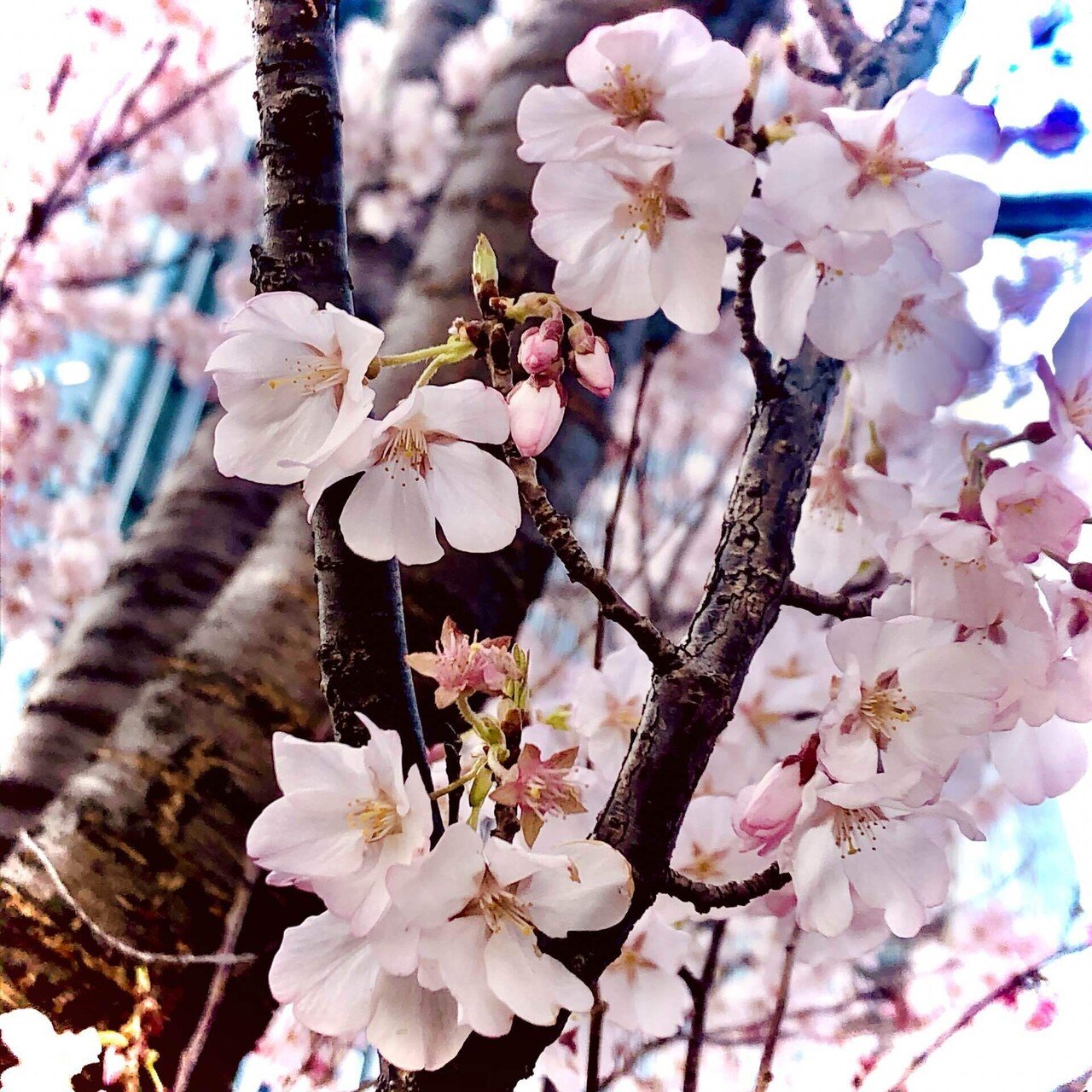 春だ 春の匂いがする さっき撮った写真です 一番好きな季節がやってきた 日記 桜 春 写真 みりこ Note