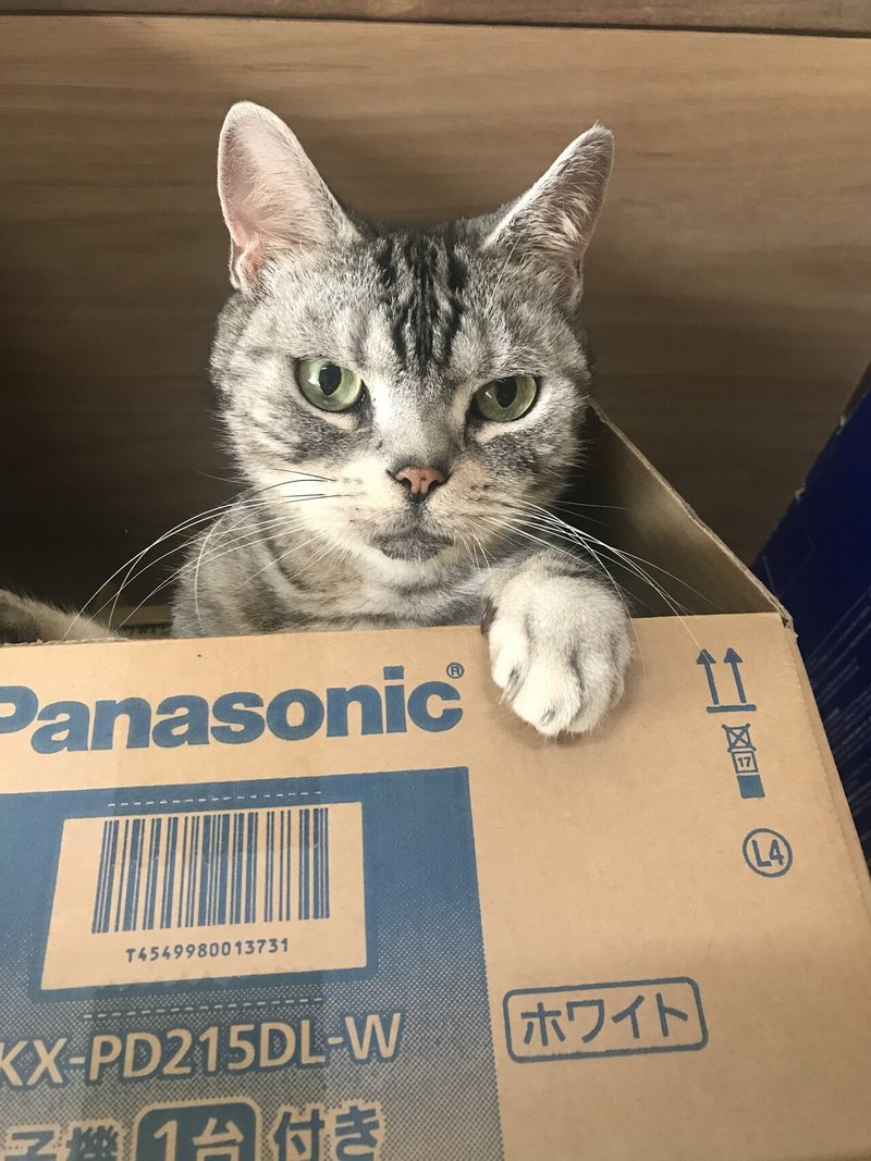 猫ちゃんの心を掴もう 猫との距離の縮め方 イツキ Note