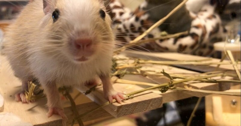 1 こんにちは にんげん ぼくは赤ちゃんデグーのきんとん デグーの きんとん Note