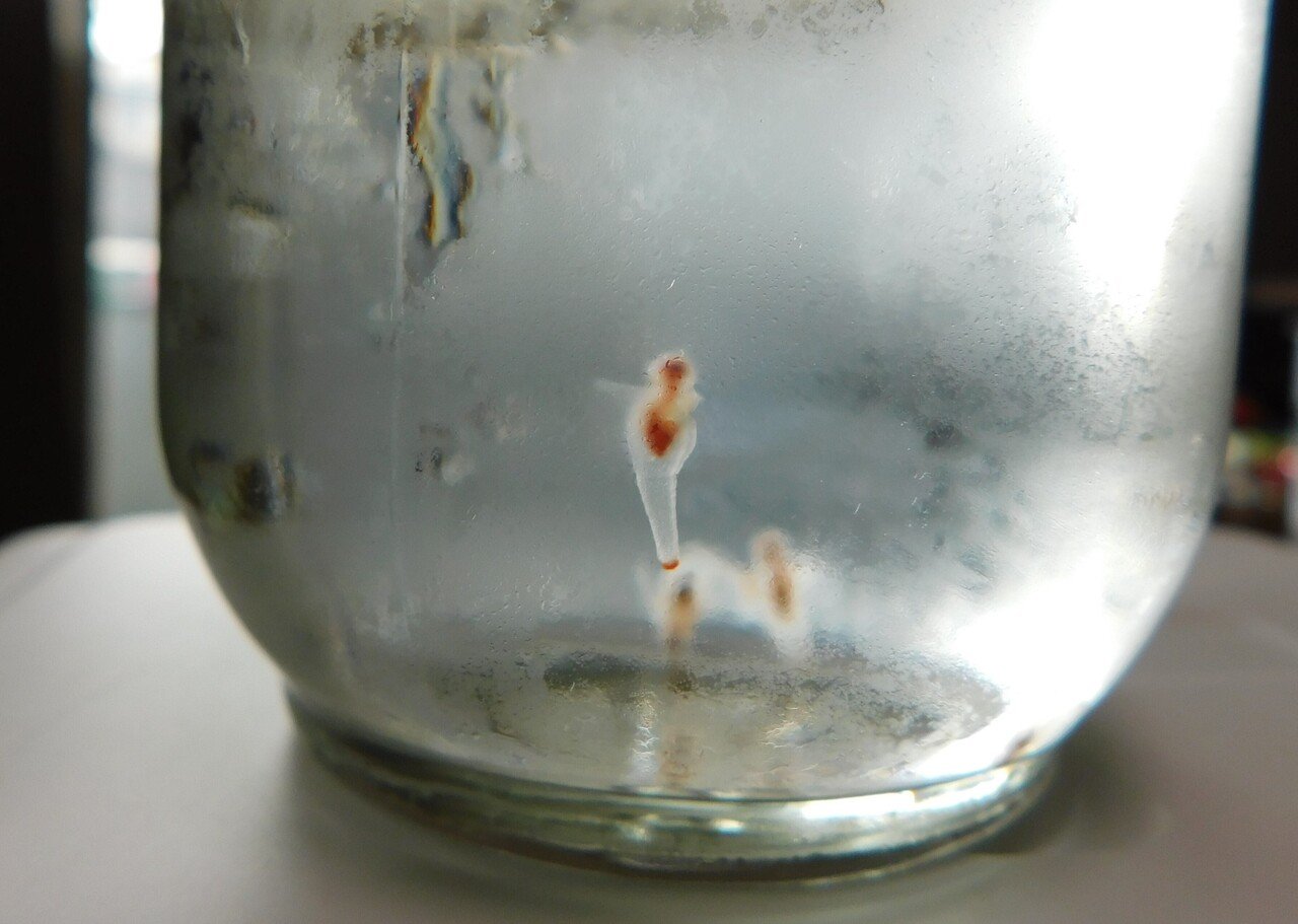 クリオネ日記 掟 合同会社thousandsmiles Note クリオネ日記 掟 合同会社thousandsmiles Note