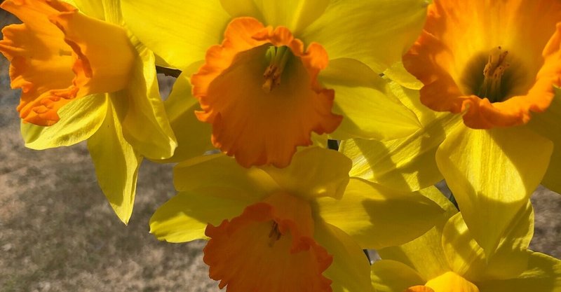 ナーシサス次元から来た人 の新着タグ記事一覧 note つくる つながる とどける