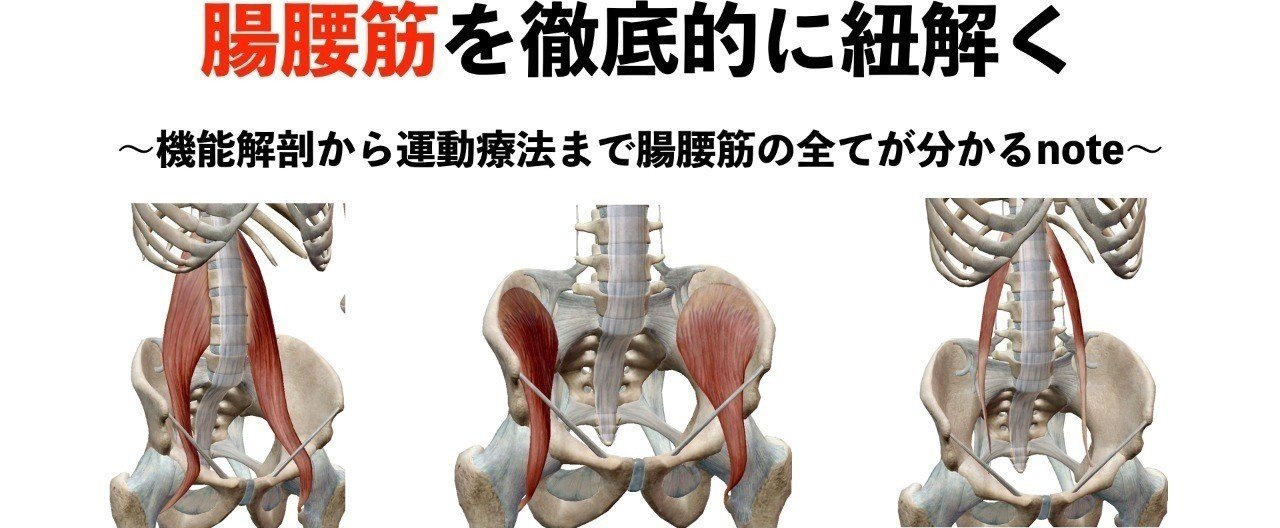 腸腰筋を徹底的に紐解く 機能解剖から運動療法まで腸腰筋の全てが分かるnote 薬師寺 偲 Shinobu Yakushiji Note 腸腰筋を徹底的に紐解く 機能解剖から運動療法まで腸腰筋の全てが分かるnote 薬師寺 偲 Shinobu Yakushiji Note