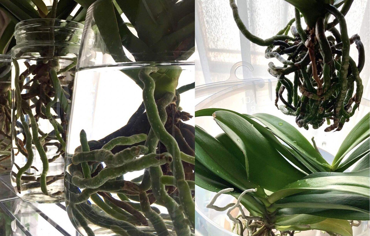 胡蝶蘭 水耕栽培のススメ 基本的な育て方のまとめ 胡蝶蘭その13 らく Note 胡蝶蘭 水耕栽培のススメ 基本的な育て方のまとめ 胡蝶蘭その13 らく Note