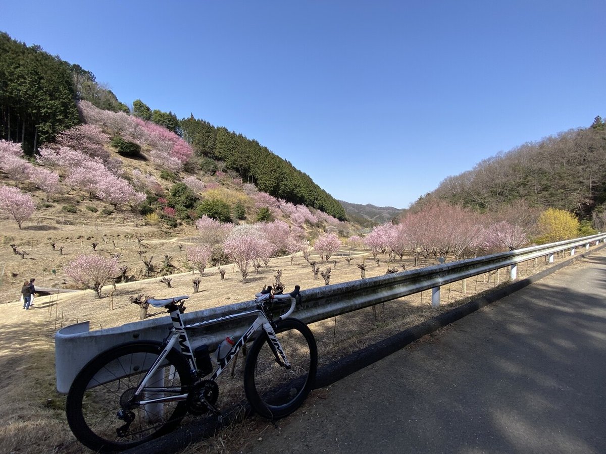 春爛漫の桃源郷へ行く162kmライド！｜西川正治