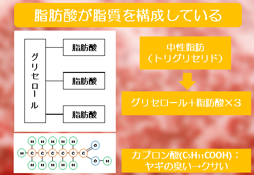 水 H2o と二酸化炭素 Co2 から脂質を解説してみる まえだ 医師の腸活 Note 水 H2o と二酸化炭素 Co2 から脂質を解説してみる まえだ 医師の腸活 Note