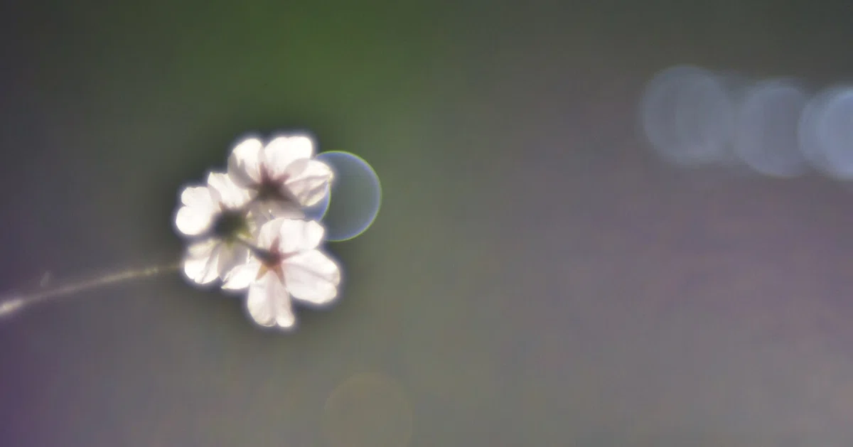 画像15